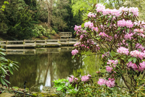 Giardino giapponese - Fiori